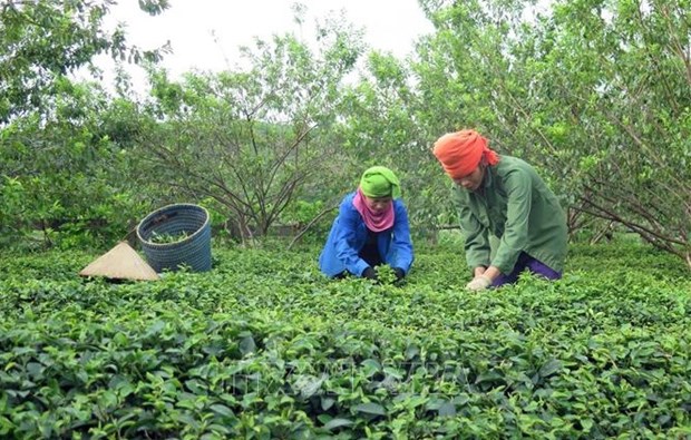 BM le taux de pauvreté au Vietnam en forte baisse ces dix dernières années